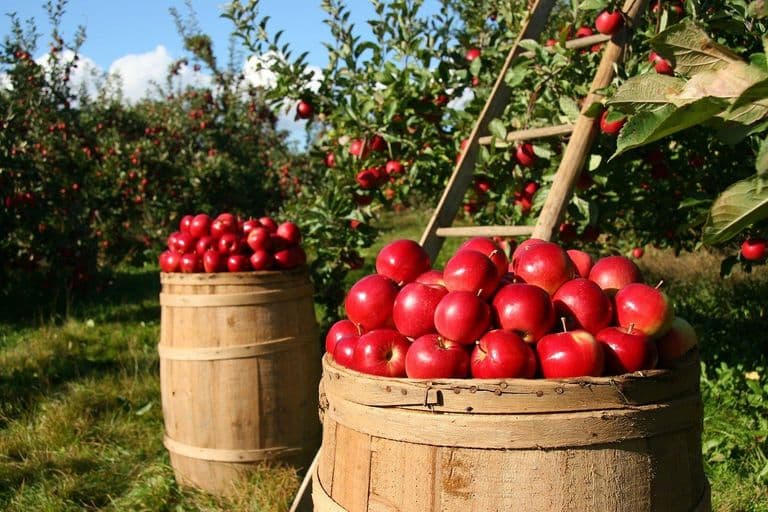 Support through sponsorship to processing, marketing and development units of agricultural products