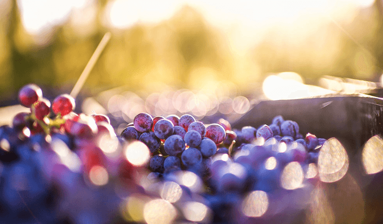 Subsidy scheme for wineries