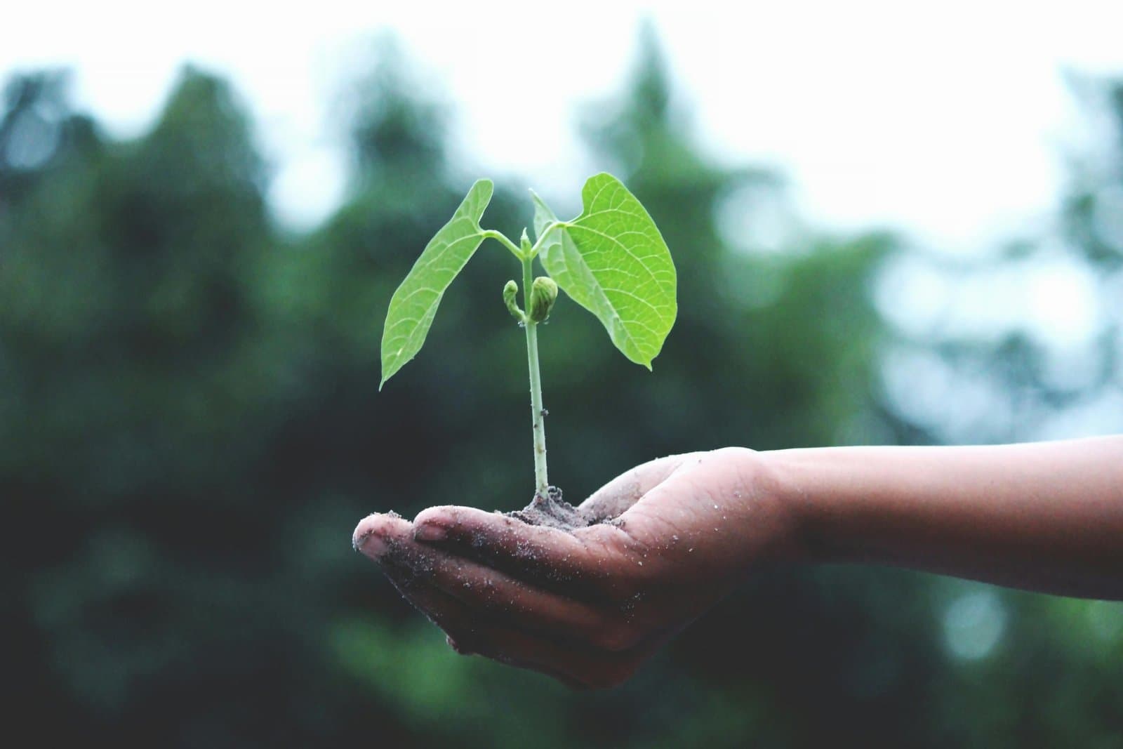5th of June: World Environment Day