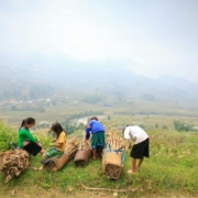 Child labour